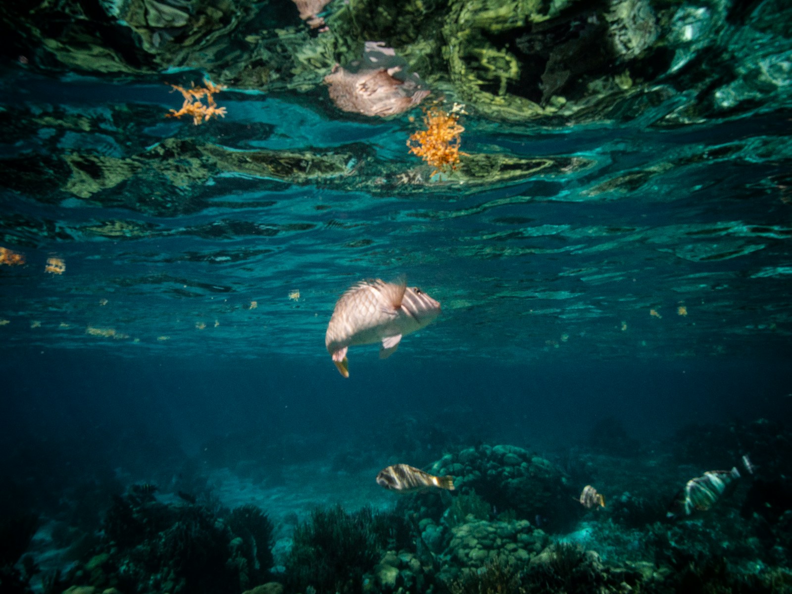 Belize, Blue Hole : une plongée vertigineuse dans un gouffre sous-marin mythique