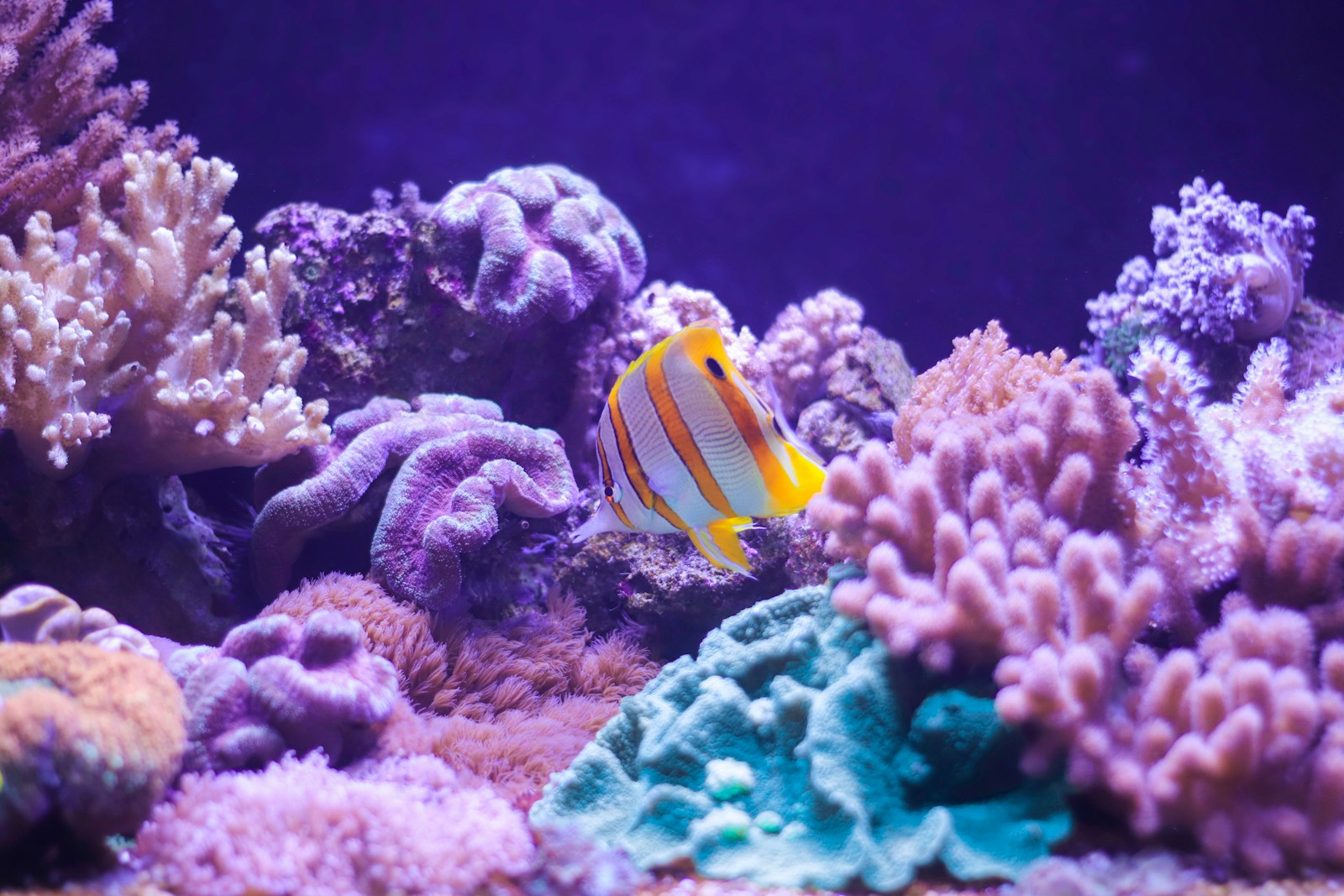 Le Triangle de Corail : biodiversité marine et espèces coralliennes en Asie du Sud-Est