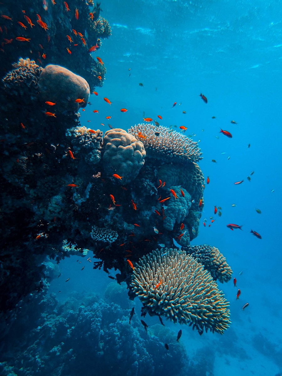 Mer Rouge, Égypte : épaves légendaires et récifs colorés en plongée