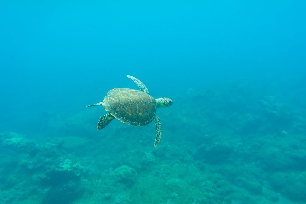 Parc national marin de Bonaire : un trésor de la plongée sous-marine dans les Caraïbes
