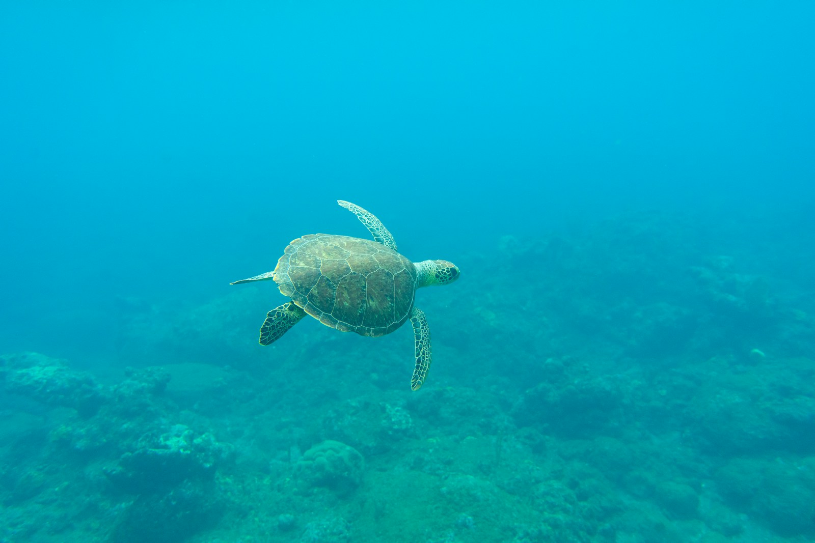 Parc national marin de Bonaire : un trésor de la plongée sous-marine dans les Caraïbes