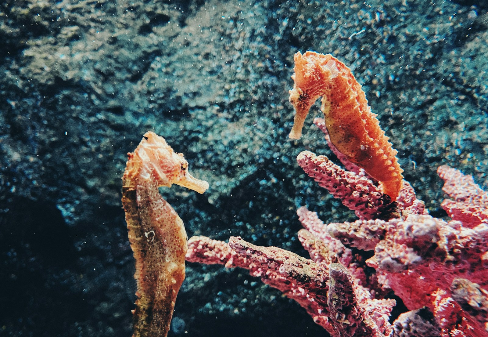 Le Détroit de Lembeh, Indonésie : la macro-plongée à la recherche de créatures insolites