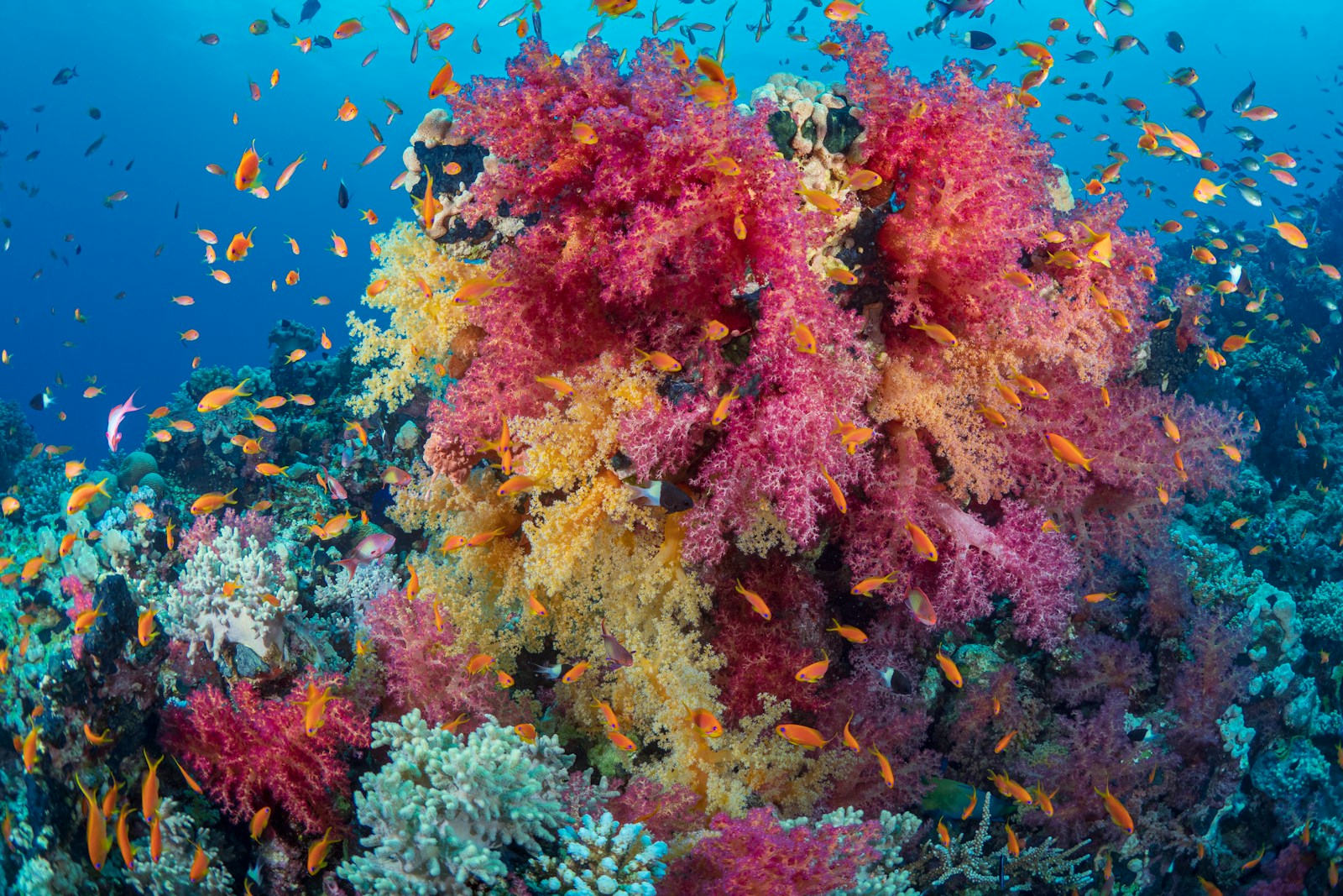 Voyage plongée en Égypte : découvrez les merveilles sous-marines de la Mer Rouge