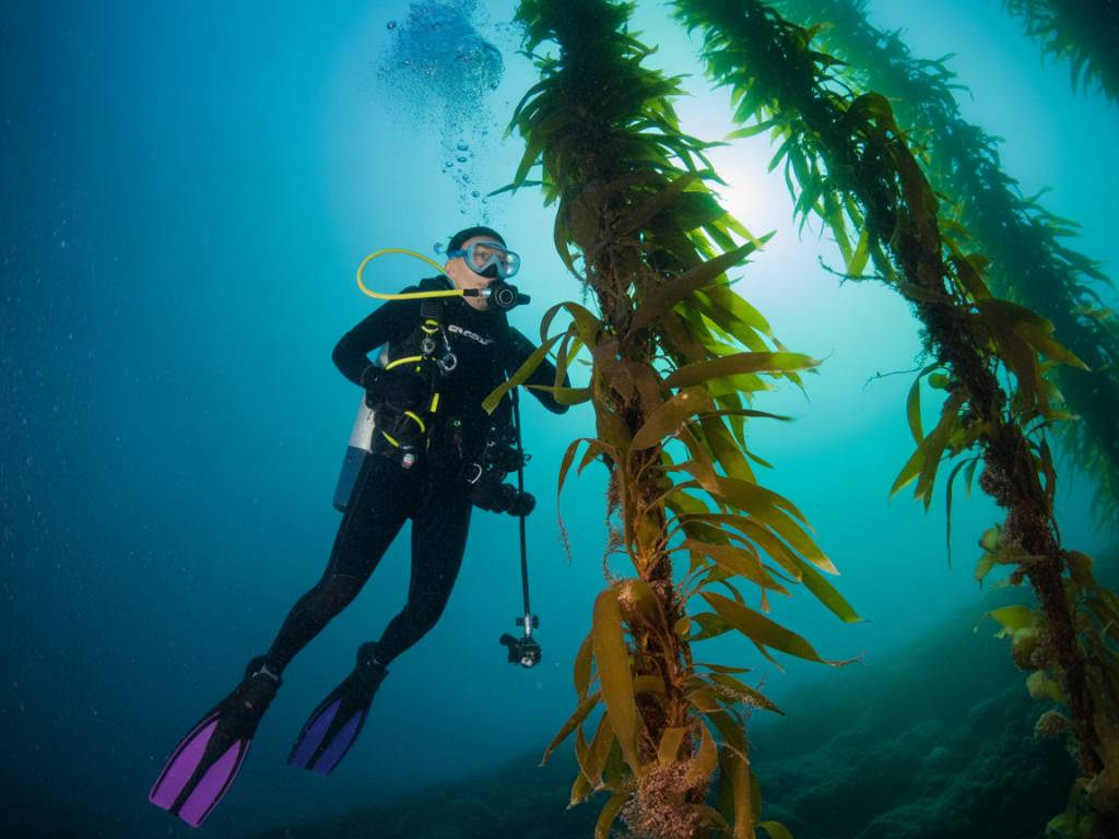 Plongée dans les forêts de kelp : exploration des jungles sous-marines du Pacifique